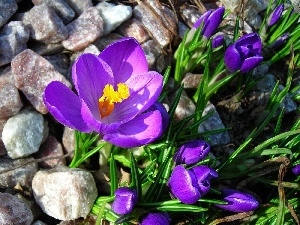 Stones, Spring, crocuses