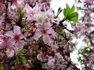 trees, Spring, flourishing