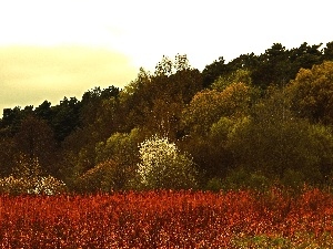 Spring, grass, trees, viewes