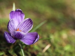 Spring, Colourfull Flowers, Violet, crocus