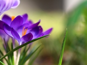 Spring, Colourfull Flowers, Violet, crocus