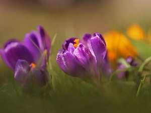 Spring, Colourfull Flowers, Violet, crocus