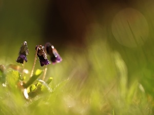 Spring, Flowers, Violets, fragrant