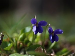 Spring, Flowers, Violets, fragrant