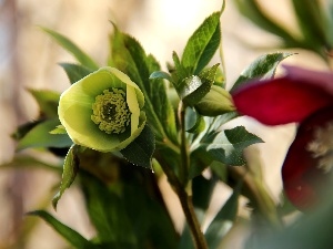 Spring, Flowers, Yellow, Anemones