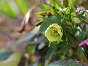 Spring, Flowers, Yellow, Anemones