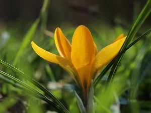 Spring, Colourfull Flowers, Yellow, crocus