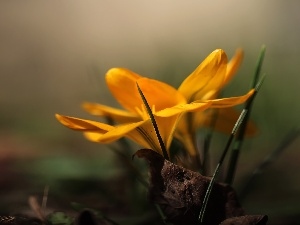 Spring, Colourfull Flowers, Yellow, crocus