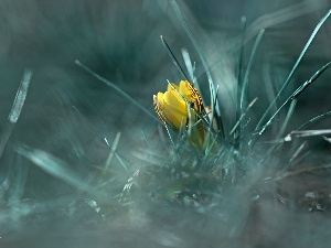 Spring, Flowers, Yellow, crocuses