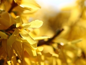 Spring, forsythia, Yellow, Flowers