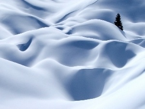 spruce, snow, land, Covered