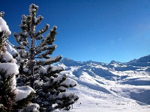 Mountains, spruce, winter