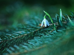 spruce, Colourfull Flowers, Snowdrop, White