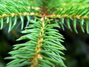 stalk, spruce, needle