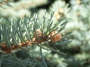 spruce, twig