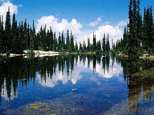 Spruces, lake