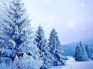Snowy, Spruces, forest