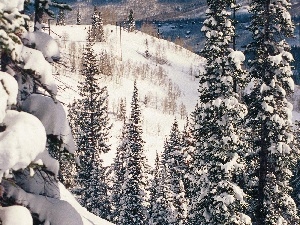 Spruces, Mountains, Snowy, slopes