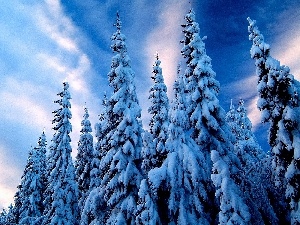 Spruces, Snowy