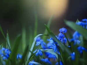 Flowers, squill, Blue