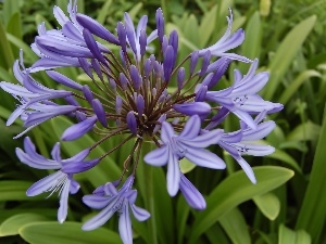 squill, Flowers