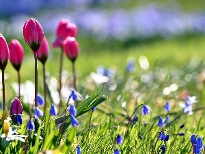 squill, Tulips, Spring, Garden