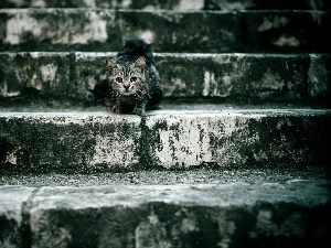 Stairs, cat