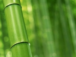 stalk, bamboo