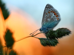 Dusky, stalk, butterfly