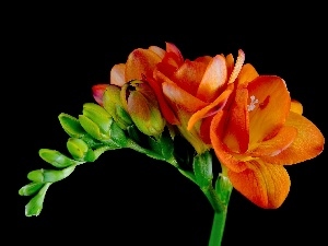 stalk, Colourfull Flowers, freesia