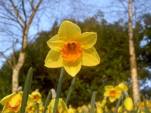 stalk, narcissus