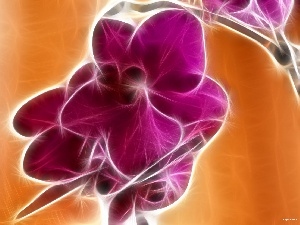 orchid, stalk, Violet