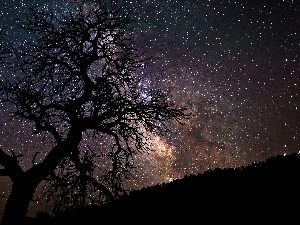 star, trees