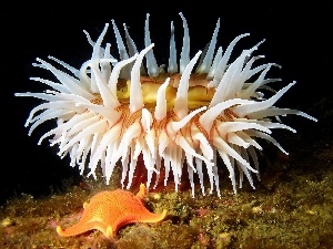 starfish, anemone, reef, coral