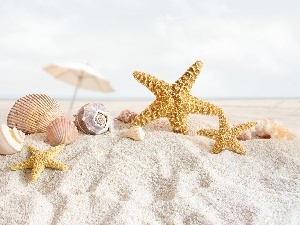 Shells, starfish, Beaches