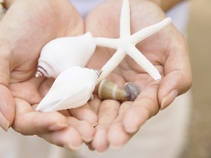 Shells, starfish, hands