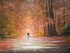 Steam, Park, Rain, picture, walkers, forest