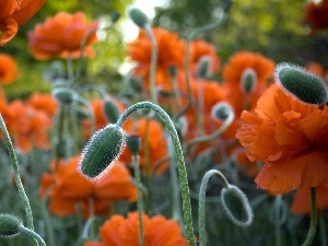 Buds, stems, papavers