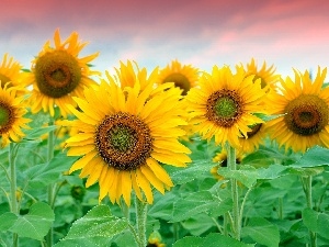 stems, Sky, Nice sunflowers