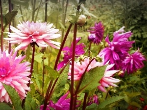 Pink, stems, dahlias