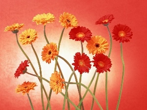 stems, gerberas, yellow, Red