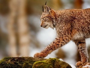 Stone, Lynx
