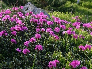 Stone, rhododendron, Meadow