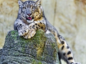 snowy, snow leopard, Leopards