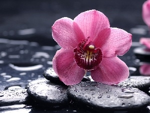 Stones, drops, Colourfull Flowers