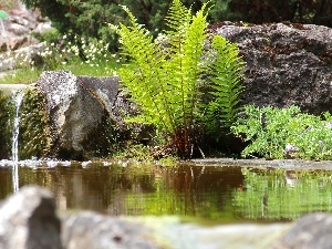 Stones, water, fern, eye