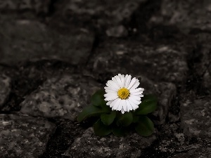 Stones, Colourfull Flowers, daisy