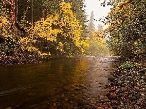 forest, Stones, River