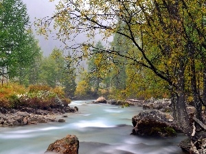 forest, Stones, River