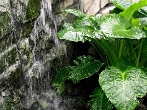 Leaf, Stones, water